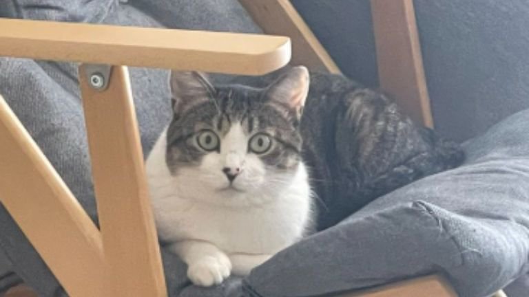 椅子に座っている猫