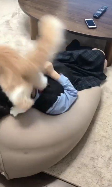 猫じゃらしで遊ぶ女の子と猫