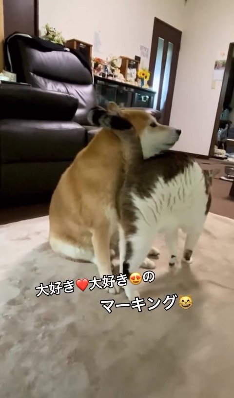 柴犬に体を擦り付けているサバ白猫