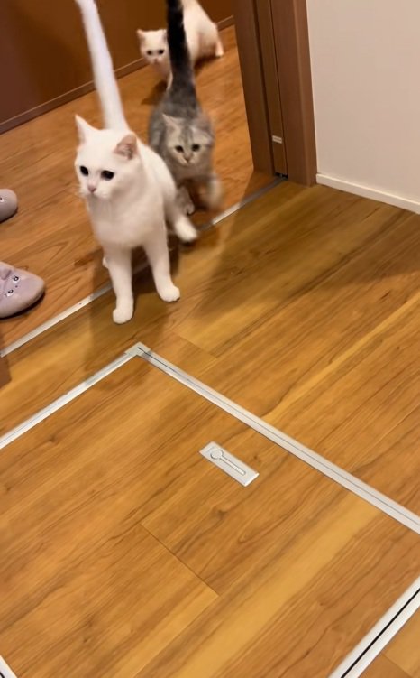 廊下から部屋に戻ってくる6匹の猫