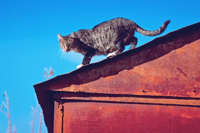 屋根の上の猫