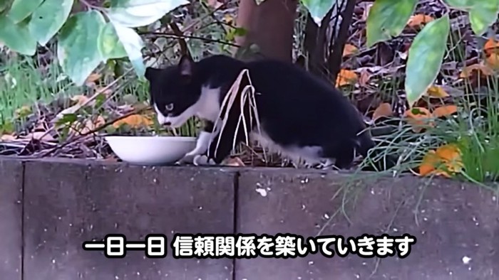 公園で餌を食べる子猫