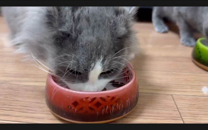 夢中で食べる猫