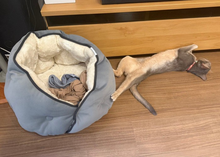 猫がベッドの横で寝ている