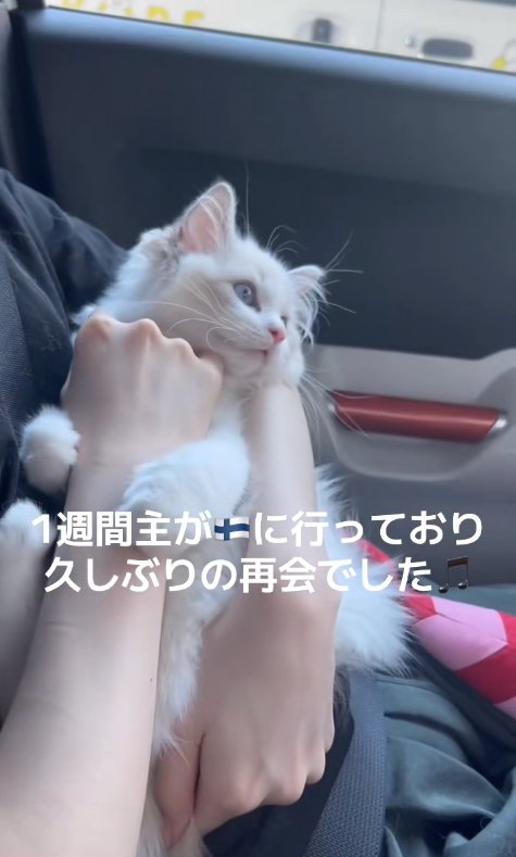 飼い主に抱っこされて画面右側を見つめる子猫