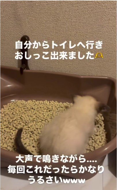 トイレに入っている子猫