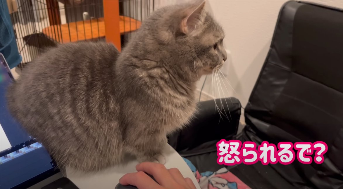 人の手とそばで右を向いて座る猫