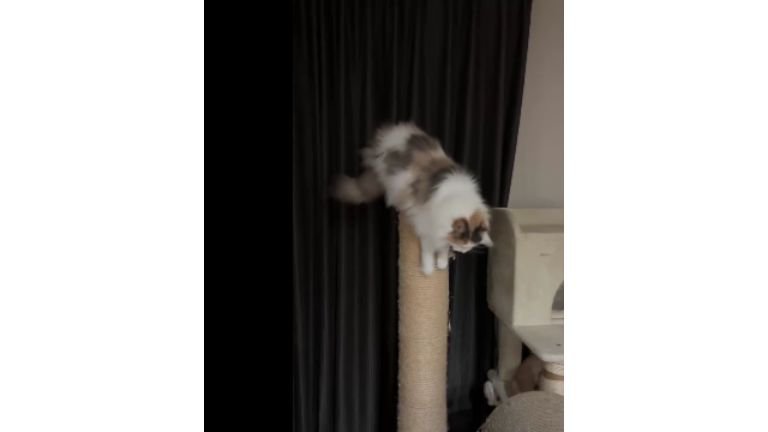 爪とぎしている猫