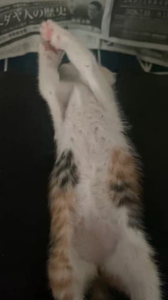 バンザイで寝る子猫