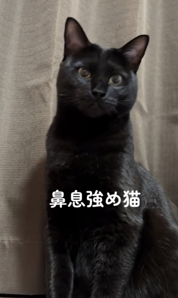 「鼻息強め猫」のテロップ写真