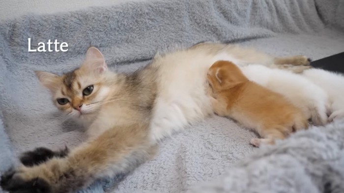 横になる母猫と子猫