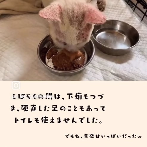 ご飯を食べている猫