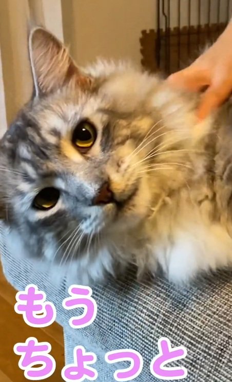 もの言いたげに正面を見るメインクーン