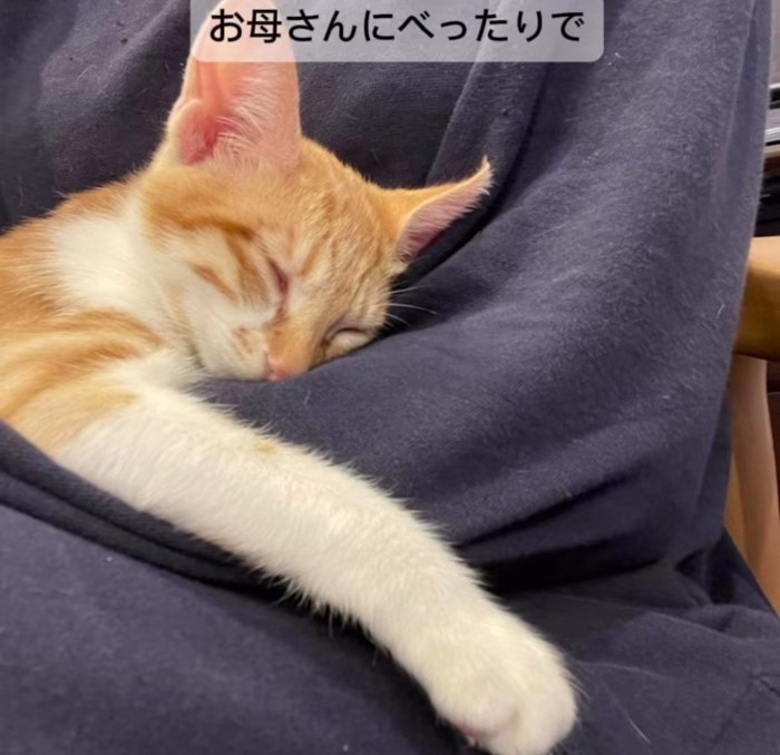 女性の腕の中で寝る猫