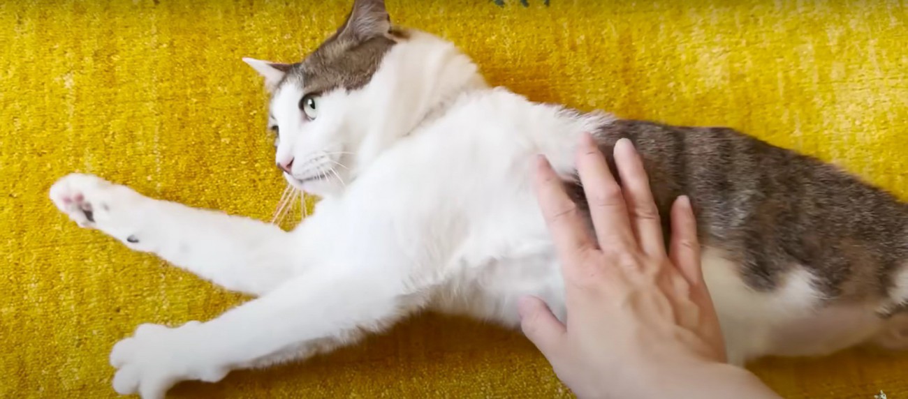 撫でられている猫%%僕だって甘えたい