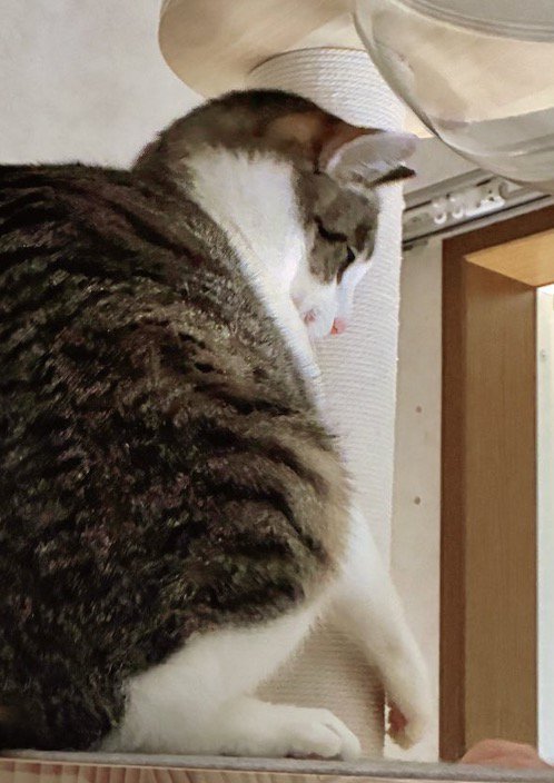 飼い主の手を見て背中を丸める猫