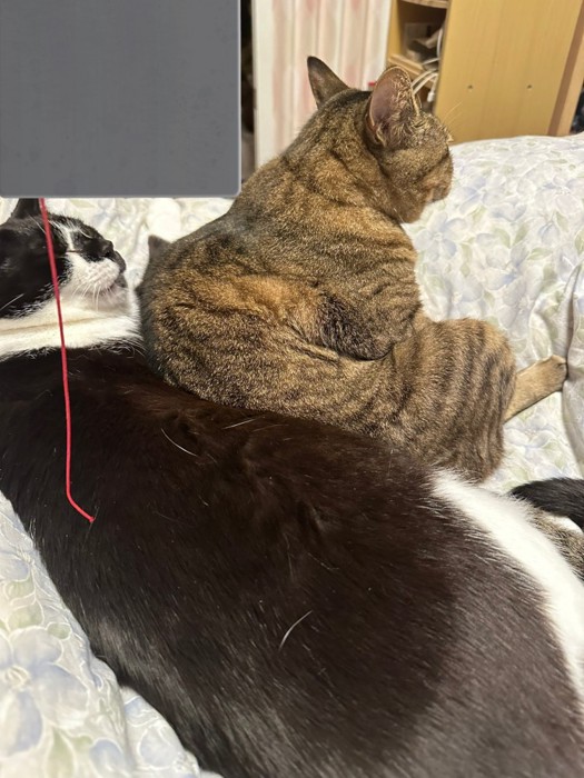 黒白猫を背もたれにして座るキジトラ