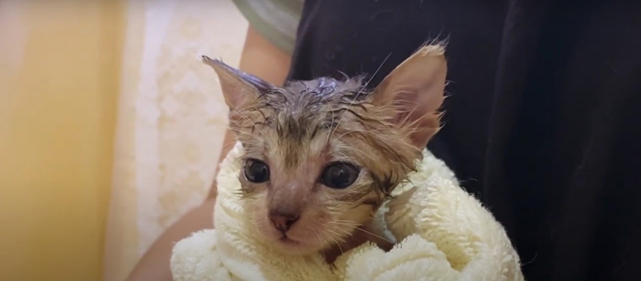 お風呂に入った子猫