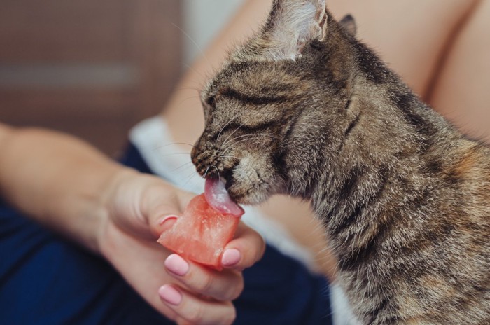 スイカを舐める猫