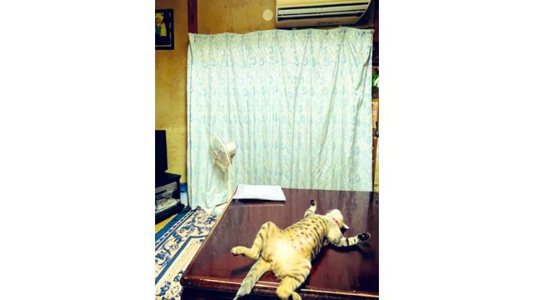 テーブルで寝転ぶ猫