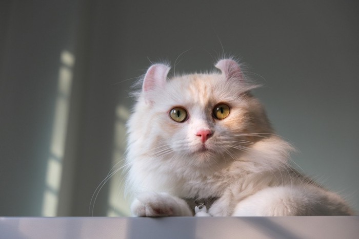 アメリカンカール