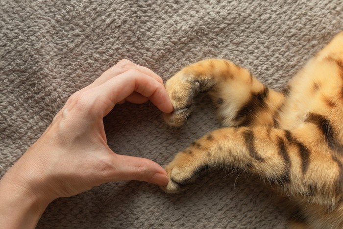 人間と猫でハートマーク