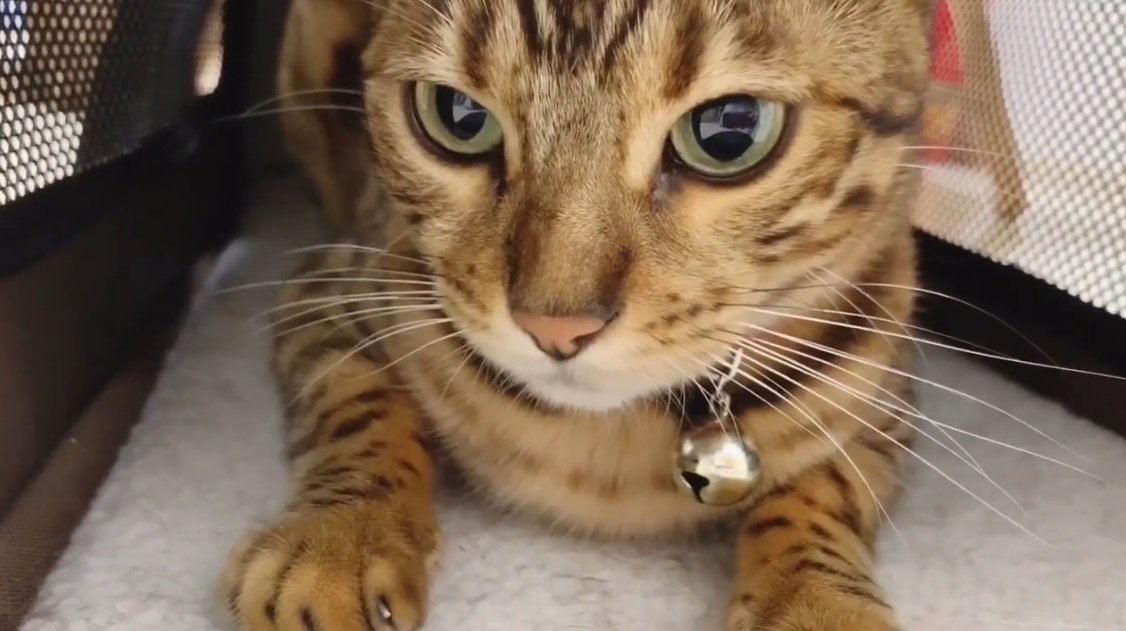 キャリーの中のベンガル猫