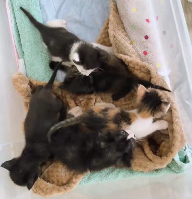 集まる子猫たち