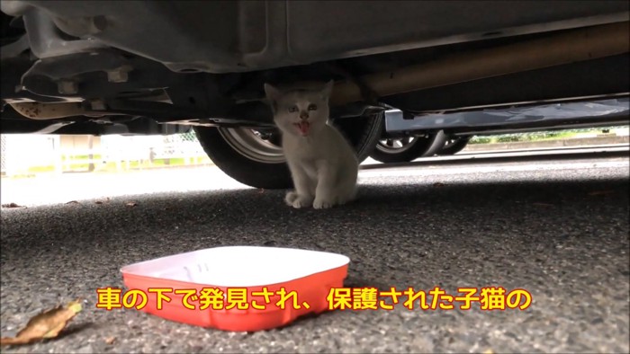 車の下で鳴く子猫