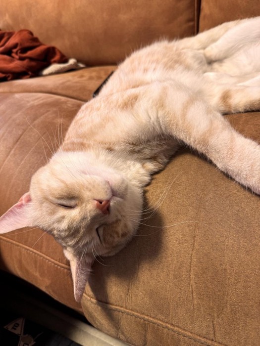 ソファで寝る猫