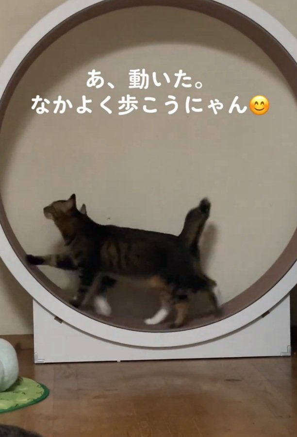一緒に歩く2匹の猫