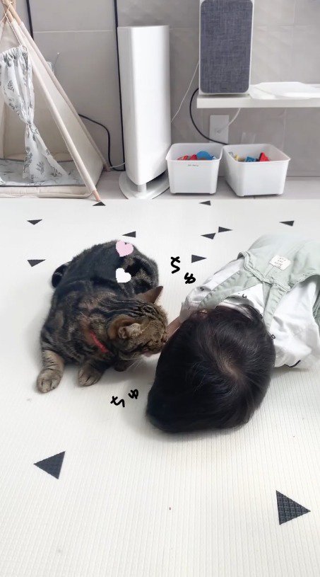 赤ちゃんの顔に顔を近づける猫