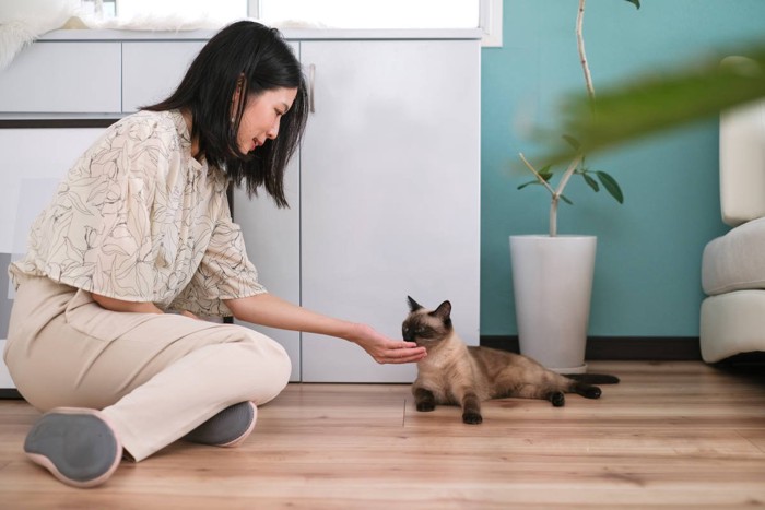 訪問先の猫とふれあう女性