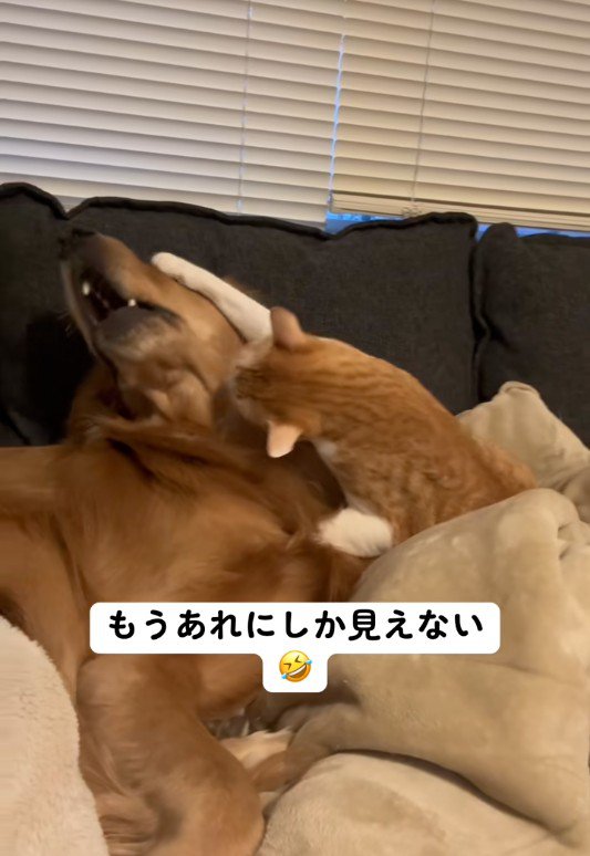 じゃれあっている犬と猫