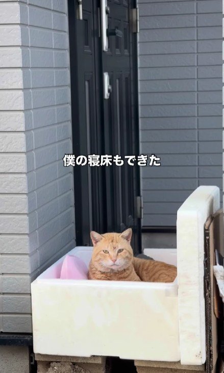 箱に入った猫