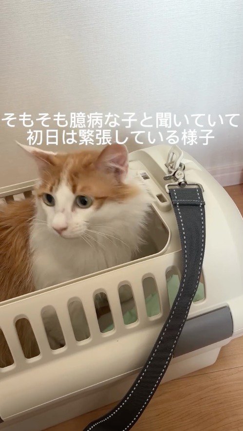 クレートに入っている猫