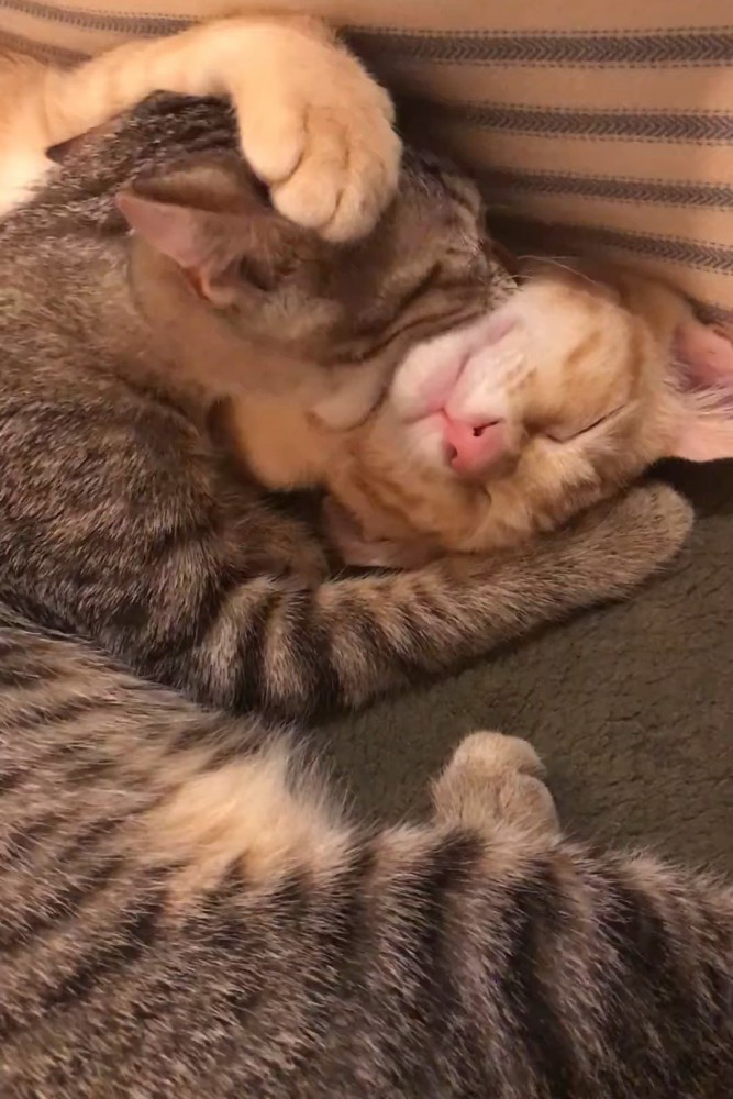 茶トラ猫を噛むキジトラ猫