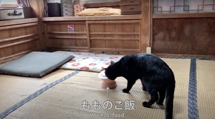 犬のご飯が気になる