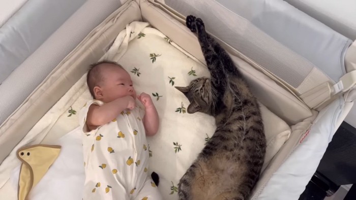 ベビーベッドで寝る赤ちゃんとキジトラ猫