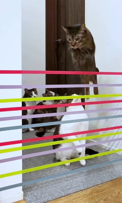 家の中に張ってあるテープを跳び越す猫
