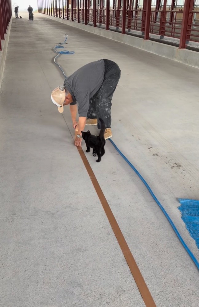 近づいていく子猫