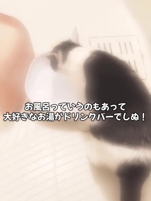 お湯を飲む猫の後ろ姿