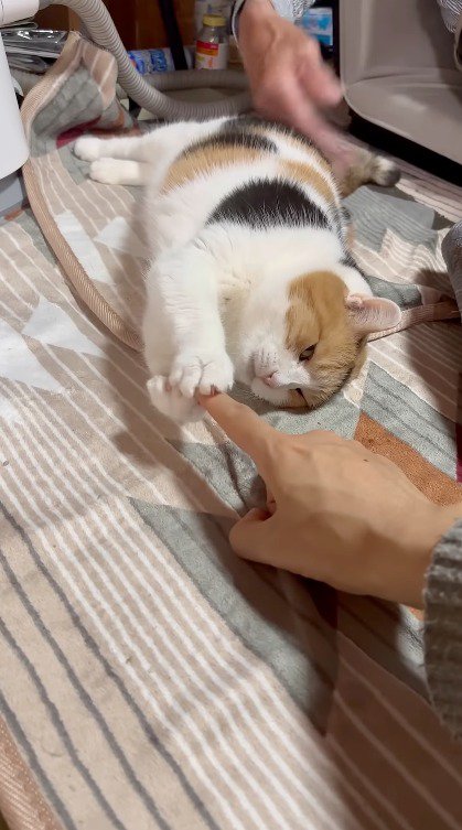 飼い主を前足で掴む猫