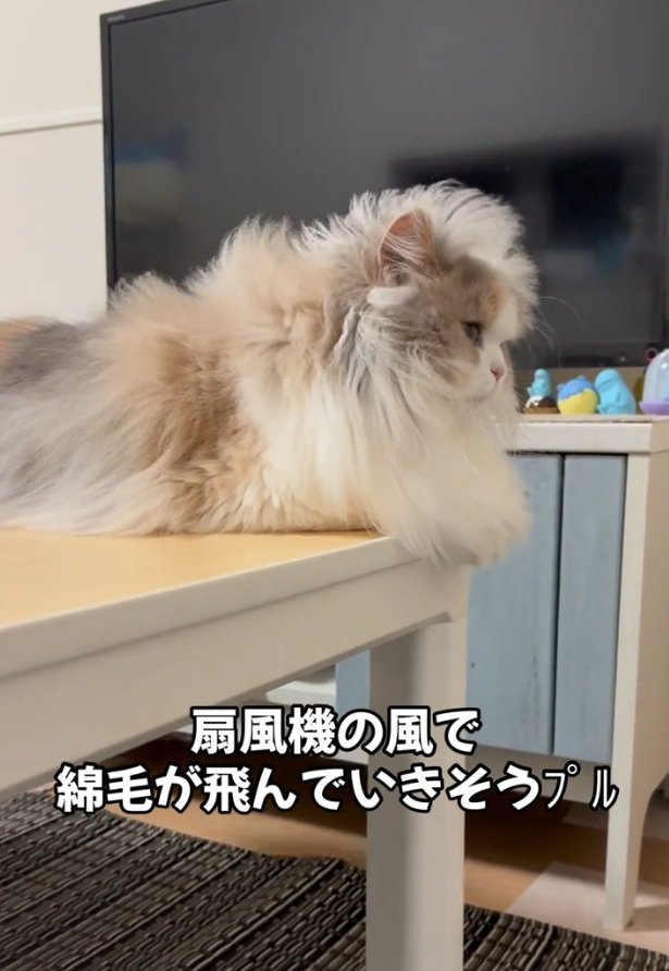 ライオンみたいな猫