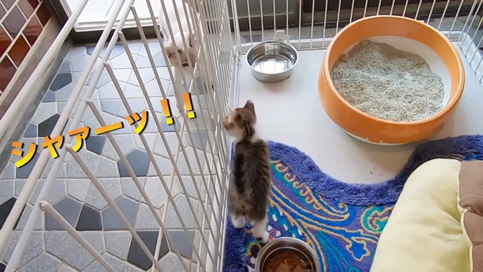 先住猫と向かい合う子猫