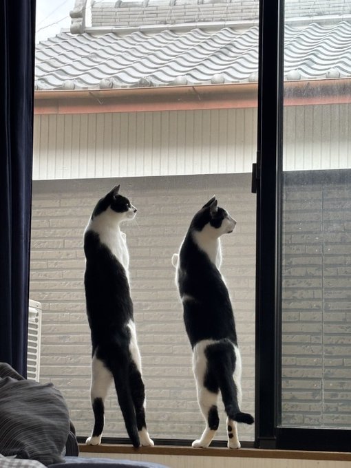 窓の外を眺める猫2匹の後ろ姿2