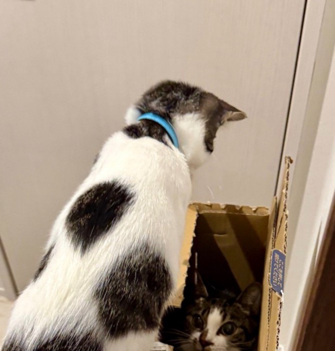 空き箱の中にいるキジ白猫を見つめる青い首輪をしている猫