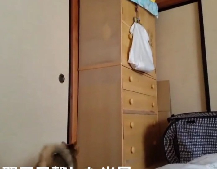 タンスを見つめるリラちゃん