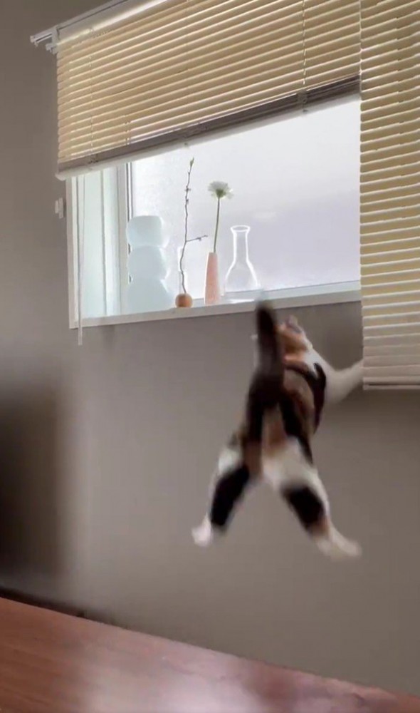 ジャンプに失敗する猫