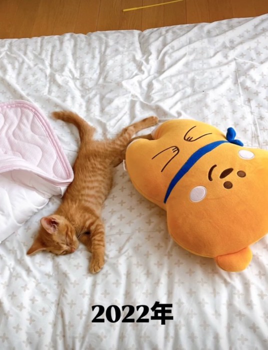 布団の上で寝転ぶ子猫